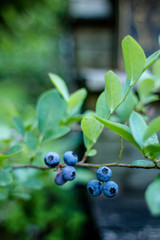Ripe blueberries on the bush