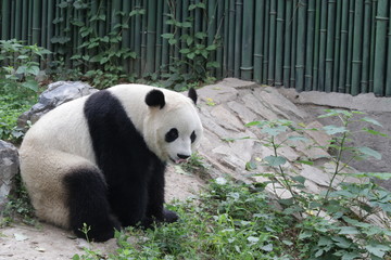 Fototapeta premium Close up Male Panda in Beijing, China