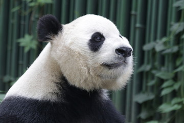 Fototapeta premium Sweet Face of Giant Panda in Beijing, China