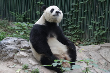 Obraz premium Funny Giant Panda in Beijing is Taking a Rest by Sitting , watching the Audiences