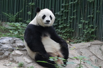 Fototapeta premium Funny Giant Panda in Beijing is Taking a Rest by Sitting , watching the Audiences
