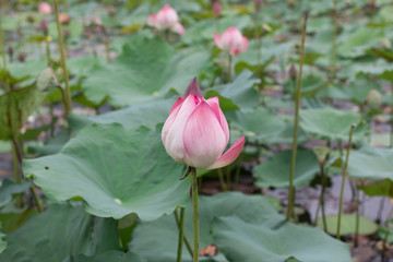 Beautiful lotus and  Green leaf in lotus pond
