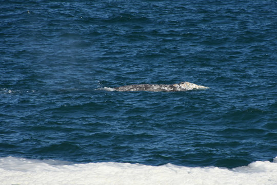 Whale Watching Off Oregon Pacific Coast