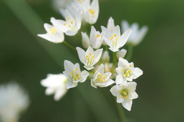 アリウム・コワニー