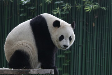 Obraz premium Funny Giant Panda in Beijing is Taking a Rest by Sitting , watching the Audiences