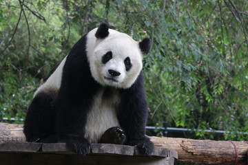 Obraz na płótnie Canvas Curious Giant Panda, Beijing, China