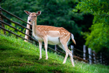 Fallow deer, Dama dama, closeup on deer farm in Olimje, Slovenia