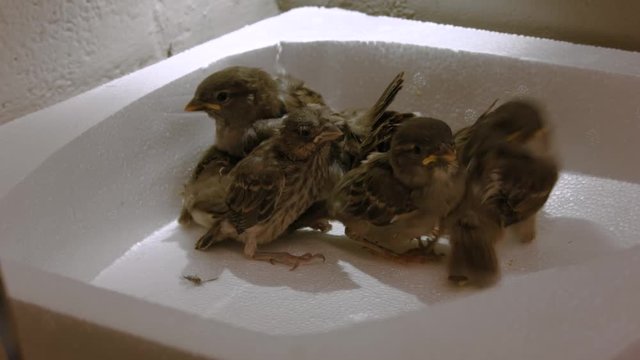 Group of Birds learning to Fly
