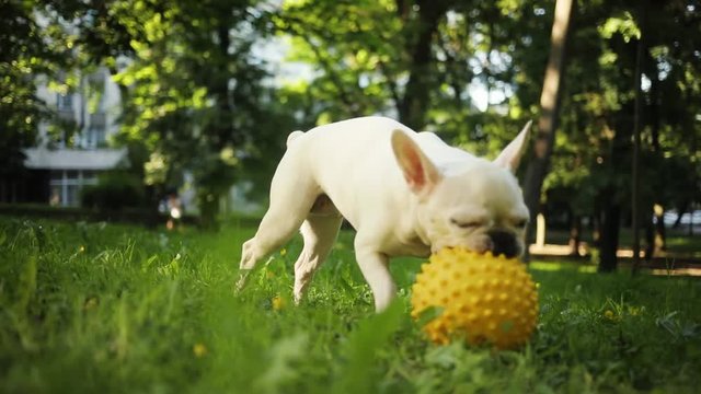 Portrait funny white French bulldog enjoys walking in field sunset playing with a yellow ball dog happiness pet animal beautiful face outdoors portrait attractive canine cute doggy slow motion