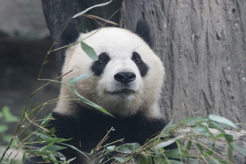 Close up Panda's Face , Wolong Giant Panda Nature Reserve, Shenshuping, China