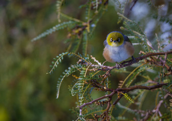 Little waxeye bird sitting in a kowhai tree in winter