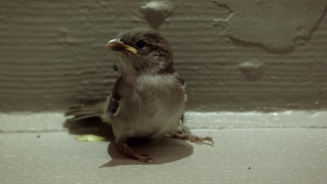 Curious and Excitable Baby Bird