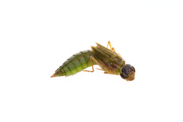 Dragonfly larvae, and on a white background