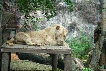 Big lion lying on the wooden ground ,Looking for something in the zoo,The beautiful animal and the biggest cat of the world