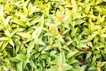 Green hedge or Green Leaves Wall.