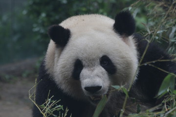 Fluffy Giant Panda's Face
