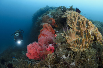 Diver in soft coral reef