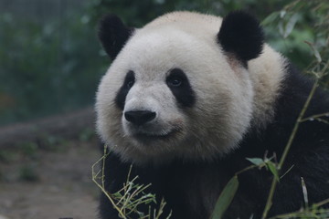 Fluffy Giant Panda's Face