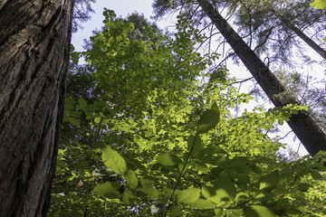 Fototapeta premium Trees