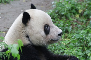 Close up Giant Panda Round Face, Beijing, China