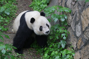 Obraz premium Giant Panda in Beijing Zoo, China
