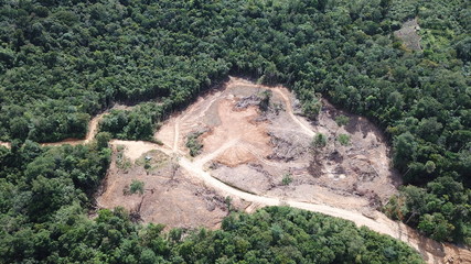 Deforestation of Borneo rainforest    
