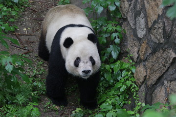 Obraz na płótnie Canvas Giant Panda in Beijing Zoo, China