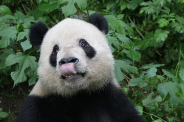 Obraz premium Funny Panda Sticks out his Tongue, China