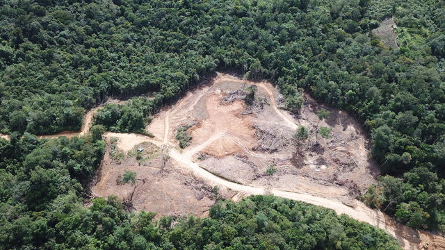 Deforestation of Borneo rainforest    