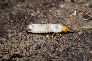 Curl Grub larvae of the cockchafer beetle