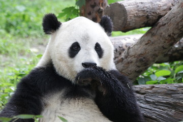 Obraz premium Giant Panda in Beijing Zoo, China