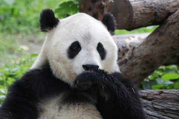 Fototapeta na wymiar Giant Panda is Licking his Paws, Beijing, china