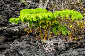 Determined Amau Fern growing in the volcanic landscape of the Keanakakoi Crater Rim Trail, Hawaii

