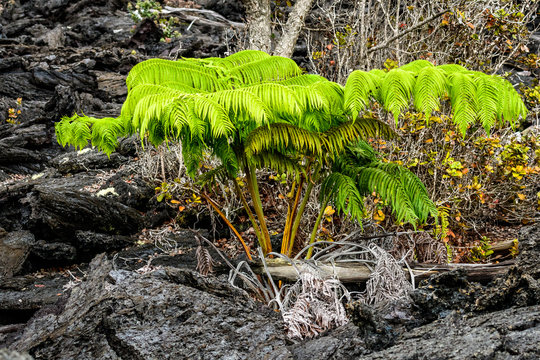 Determined Amau Fern growing in the volcanic landscape of the Keanakakoi Crater Rim Trail, Hawaii
