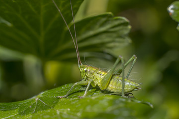 grasshopper at green goosberry bush in my season garden