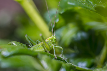 grasshopper at green goosberry bush in my season garden