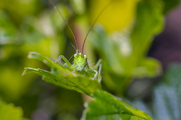 grasshopper at green goosberry bush in my season garden