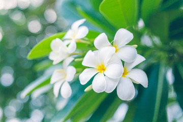 Obraz na płótnie Canvas Plumeria Flowers in Thailand. soft focus.