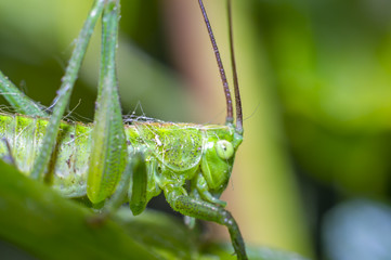 grasshopper at green goosberry bush in my season garden