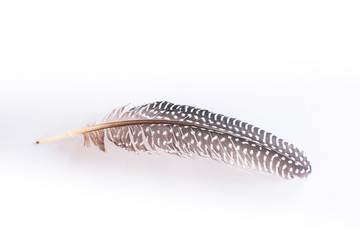 Feather set isolated on white background.