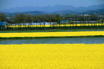 北海道の黄色い絨毯と水田の風景