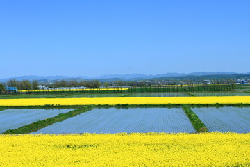 北海道の黄色い絨毯と水田の風景