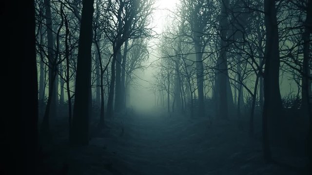 Forest alley in dense fog. Bare trees during winter. Dark moody landscape.