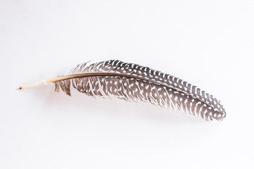 Feather set isolated on white background.