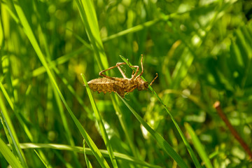 Dead insect skeleton dangling on green grass