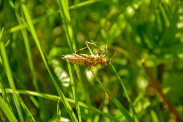 Dead insect skeleton dangling on green grass
