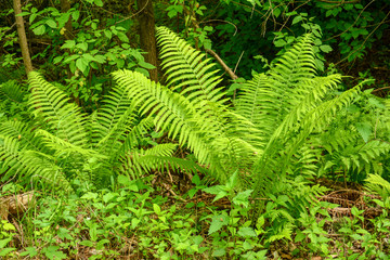 Large green leaves of a forest fern