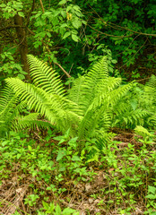 Large green leaves of a forest fern