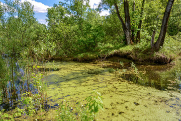 Forest lake in the summer morning, on the surface of the lake on the duckweed marks from floating ducks