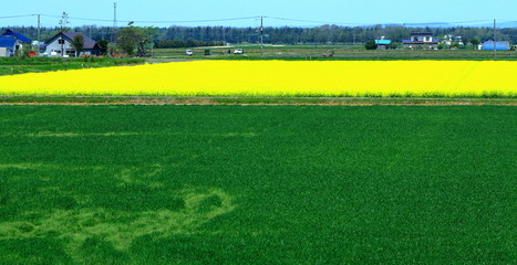 北海道、札幌近郊の菜の花畑の風景
